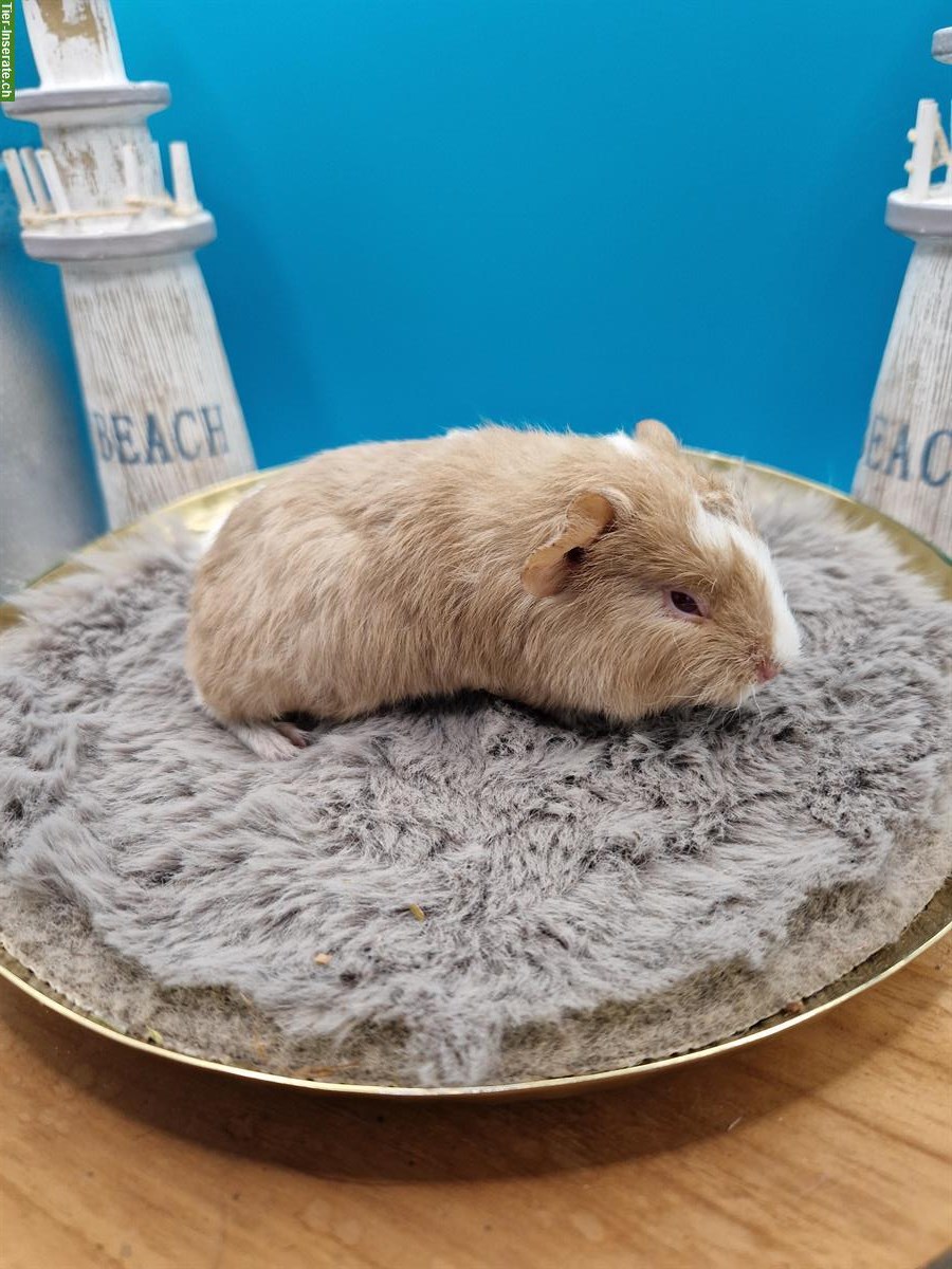 Bild 3: Meerschweinchen Weibchen suchen ein neues Zuhause