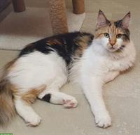 Maine Coon Katzen Dame mit Stammbaum!