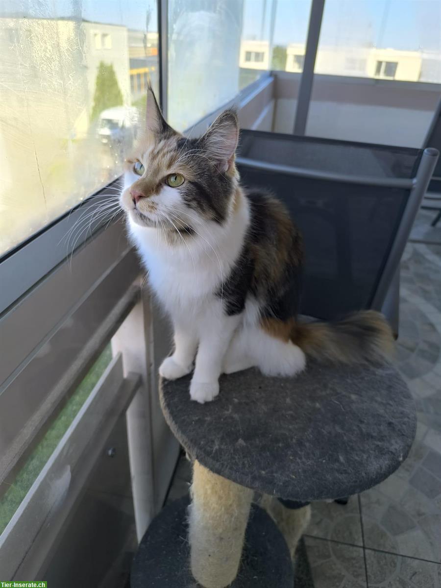 Bild 4: Maine Coon Katzen Dame mit Stammbaum!