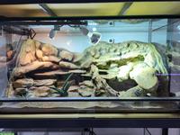 Exklusives Wüstenterrarium 120x60x60cm zu verkaufen