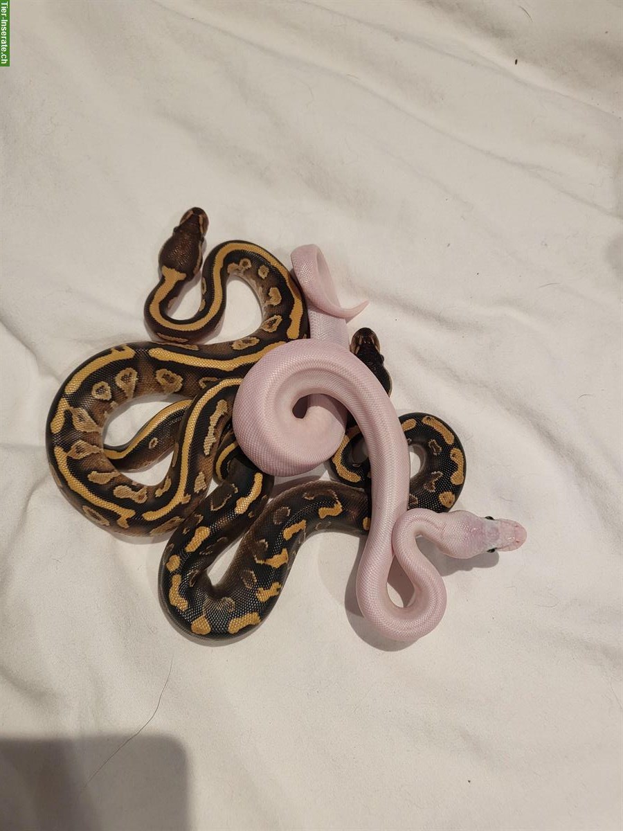 3 wunderschöne Königspython Babys zu verkaufen