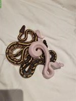 3 wunderschöne Königspython Babys zu verkaufen