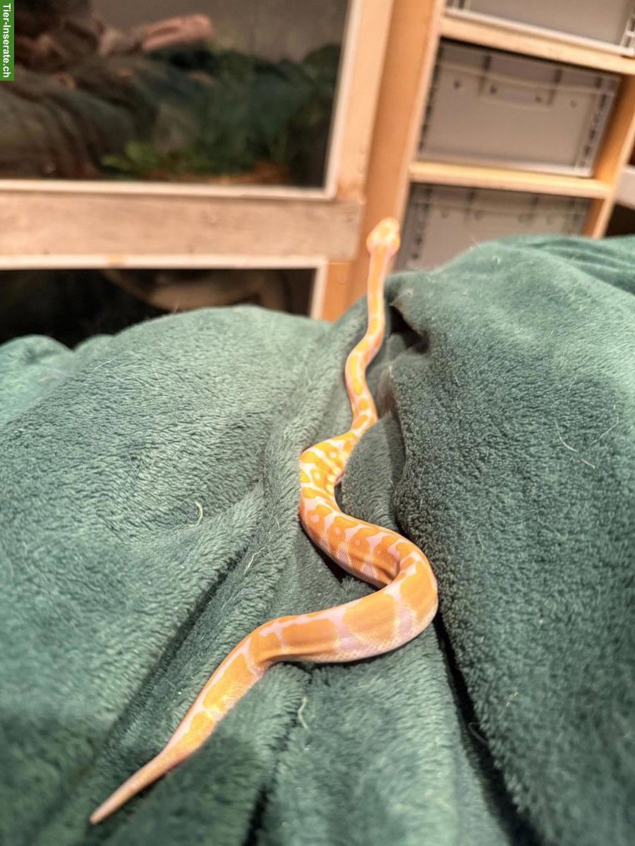 Bild 2: 2 Albino het Clown Königspython Babys zu verkaufen