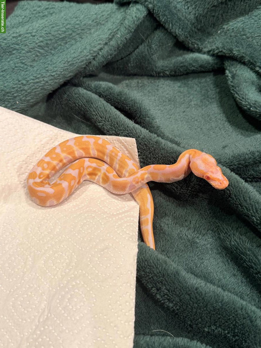 Bild 3: 2 Albino het Clown Königspython Babys zu verkaufen