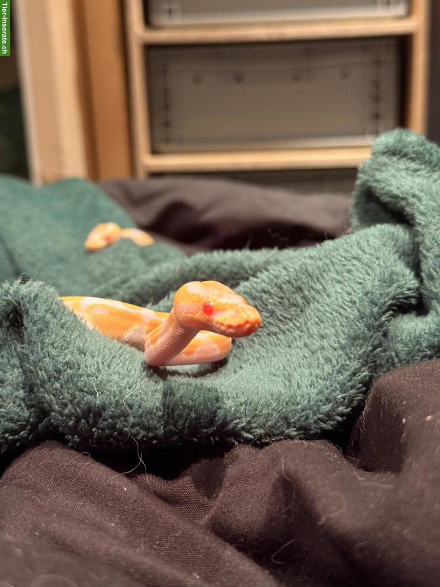 Bild 5: 2 Albino het Clown Königspython Babys zu verkaufen