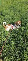 Jack Russell Terrier Rüde sucht ein Zuhause