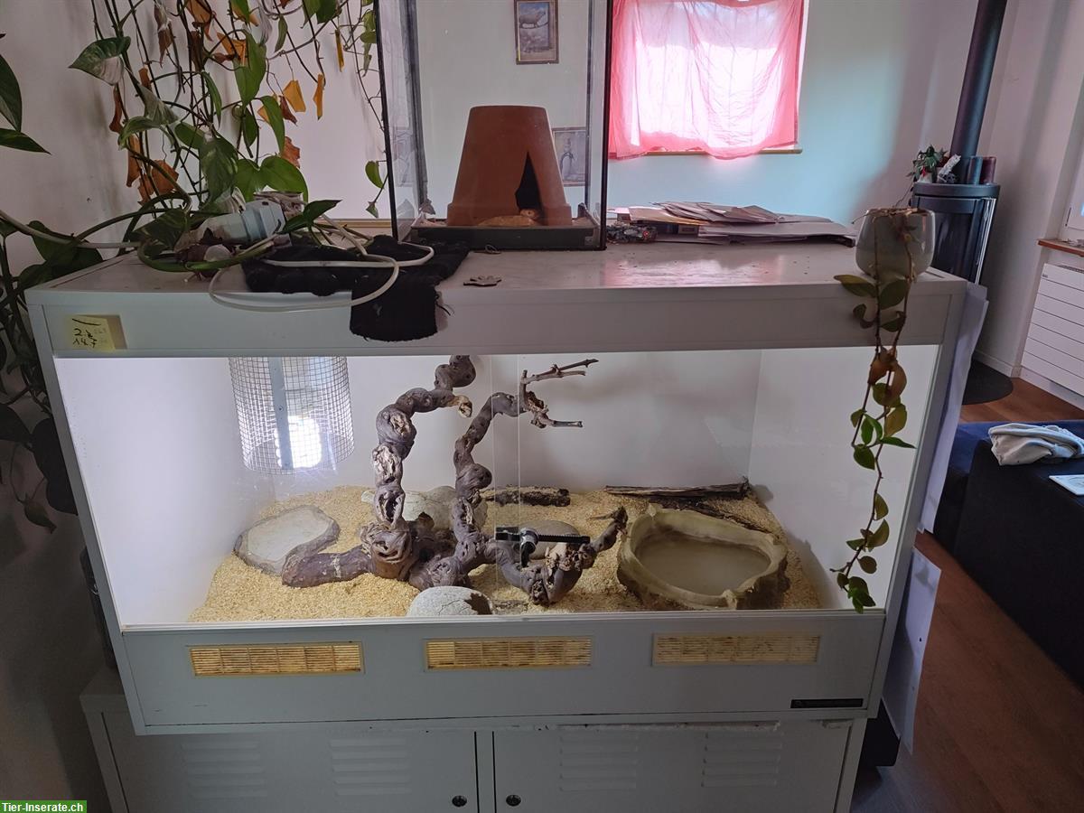 Bild 4: Kornnatter mit Terrarium und Zubehör abzugeben