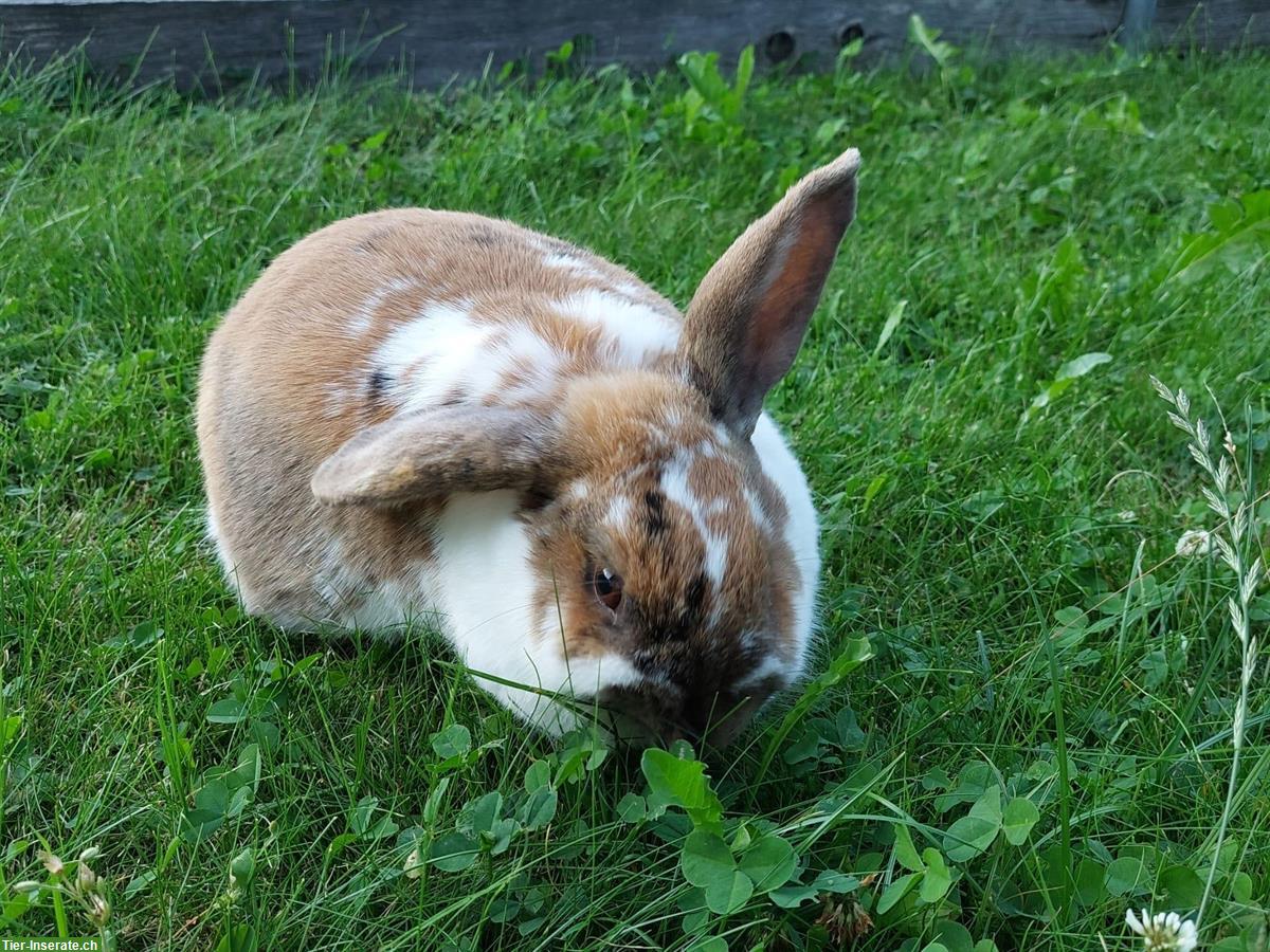 Kaninchen Lilly sucht schönen Platz im Auslaufgehege