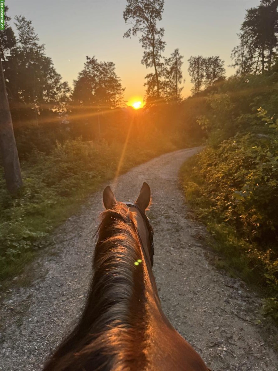 Reitunterricht auf deinem eigenen Pferd | Region Olten & BE-Oberland