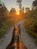 Reitunterricht auf deinem eigenen Pferd | Region Olten & BE-Oberland