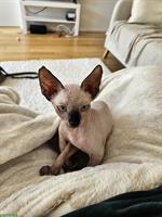 Sphynx Kitten, weiblich abzugeben