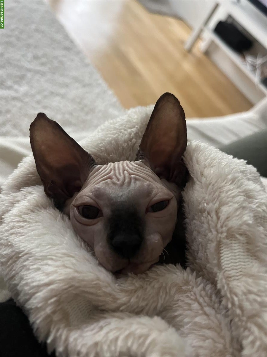 Bild 2: Sphynx Kitten, weiblich abzugeben