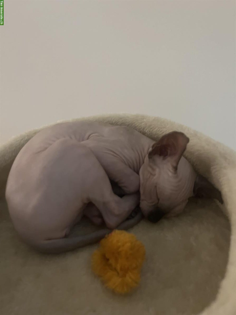Bild 3: Sphynx Kitten, weiblich abzugeben