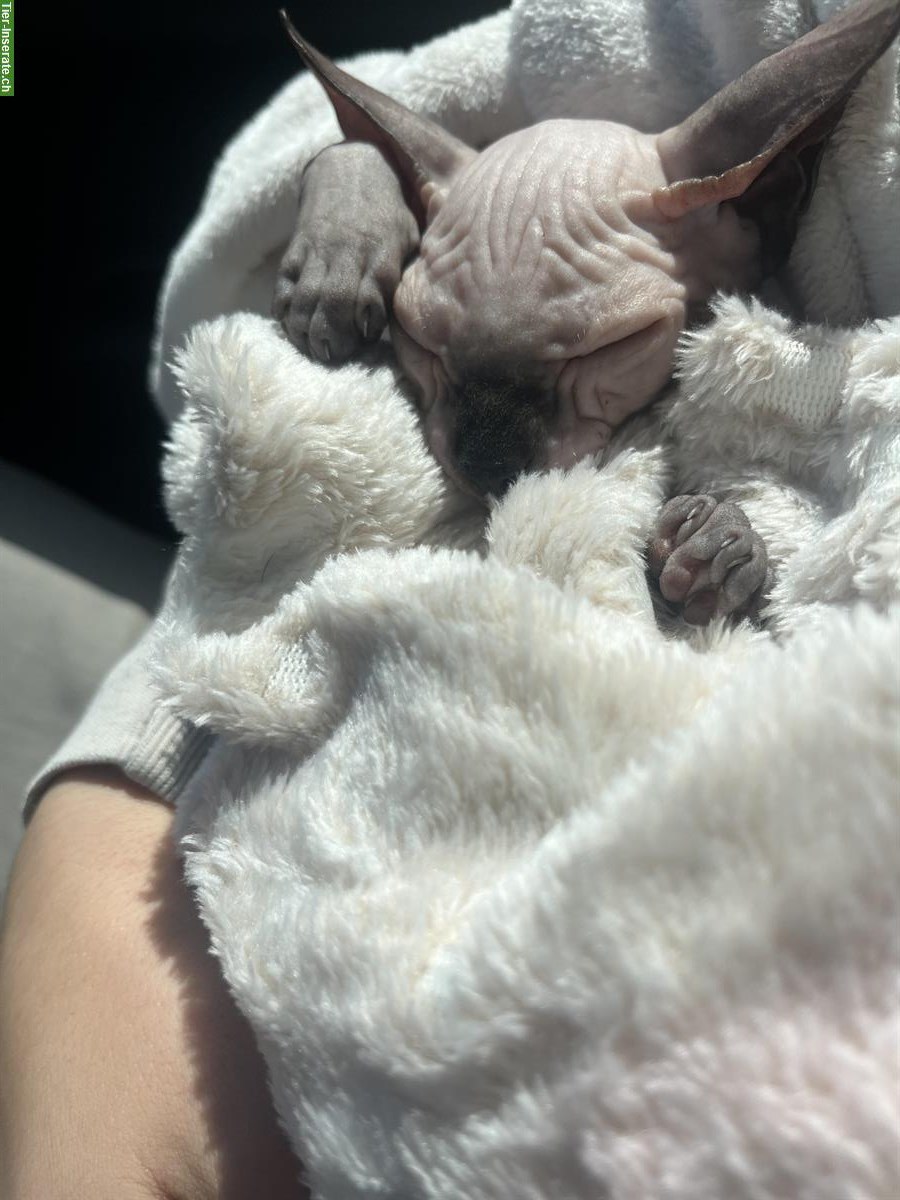 Bild 5: Sphynx Kitten, weiblich abzugeben