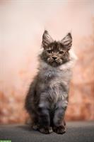 Maine Coon Kitten mit TICA-Stammbaum
