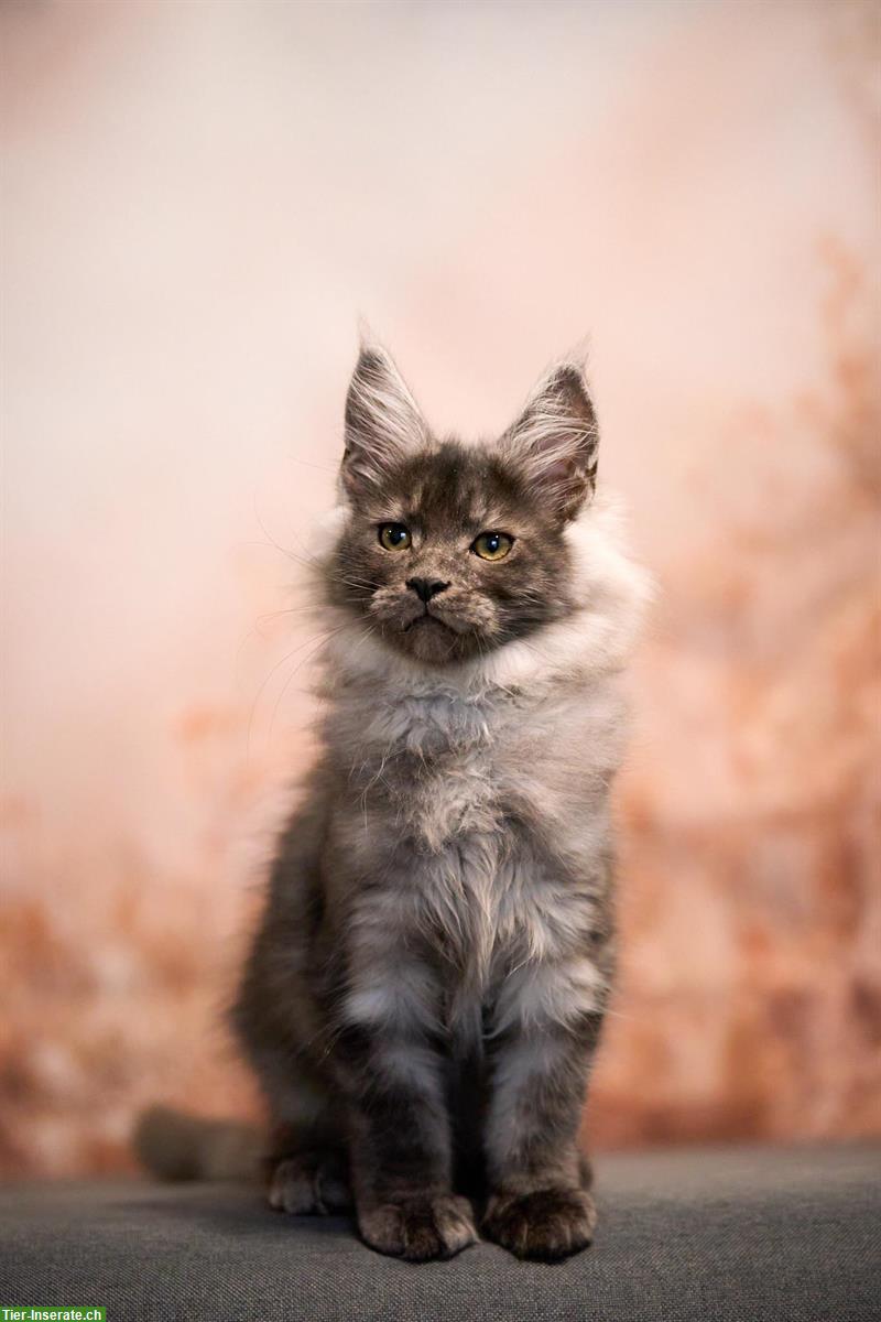 Bild 2: Maine Coon Kitten mit TICA-Stammbaum