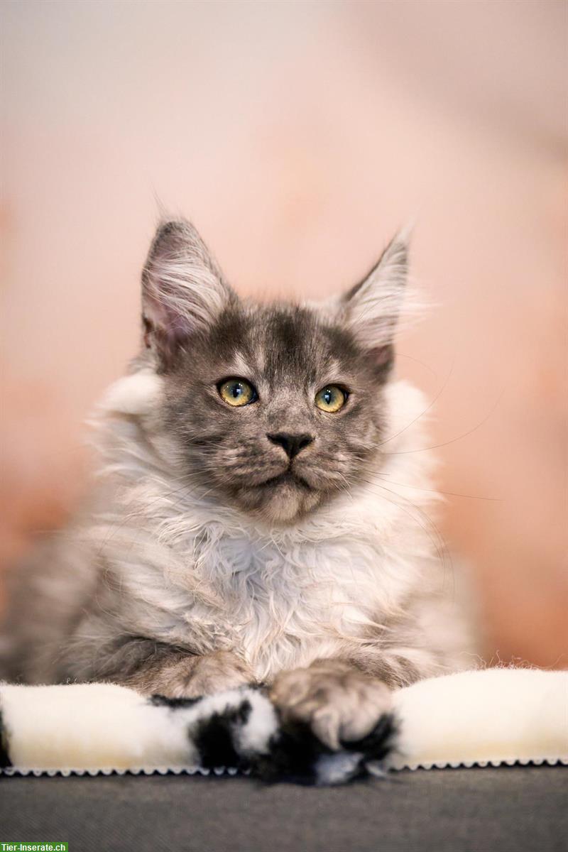Bild 3: Maine Coon Kitten mit TICA-Stammbaum