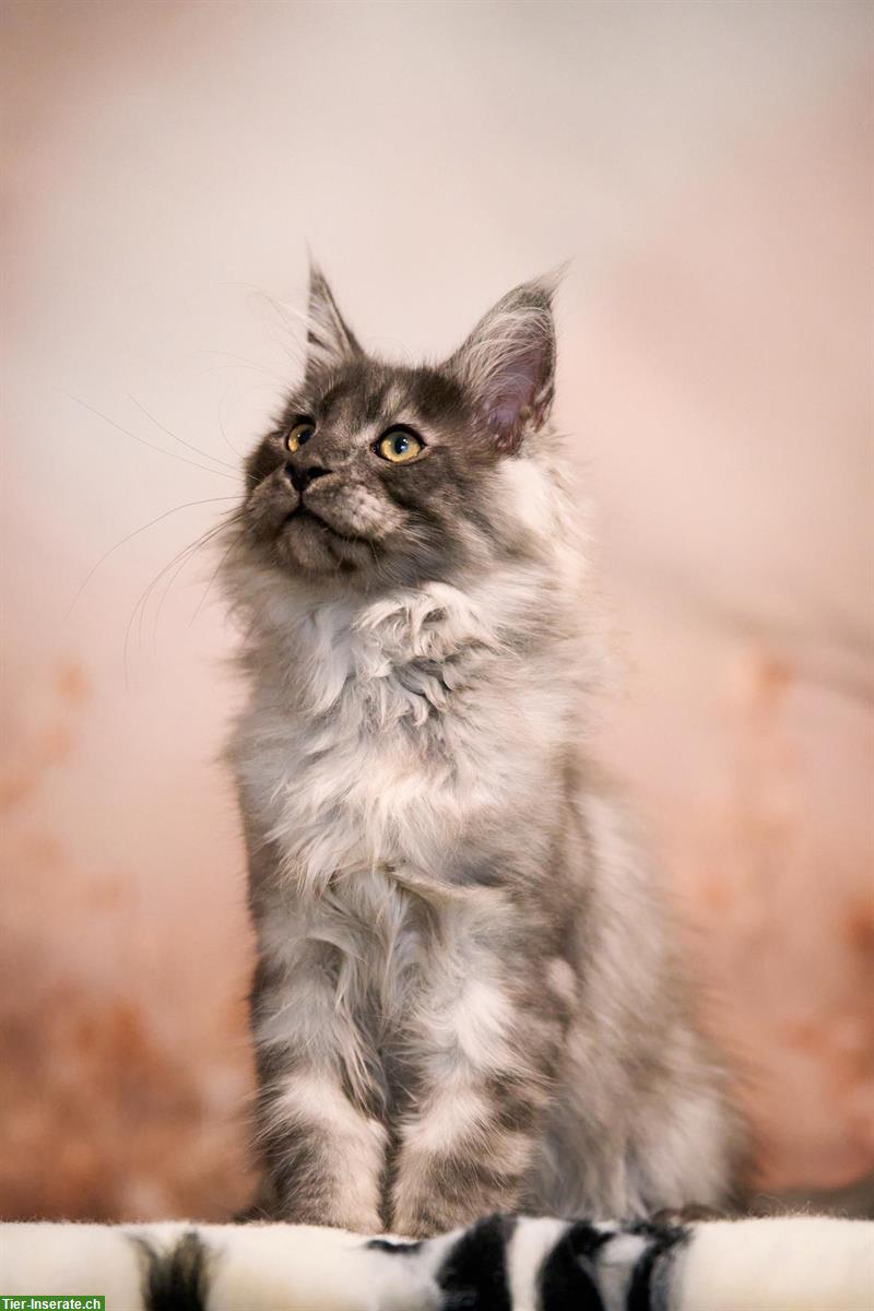 Bild 4: Maine Coon Kitten mit TICA-Stammbaum