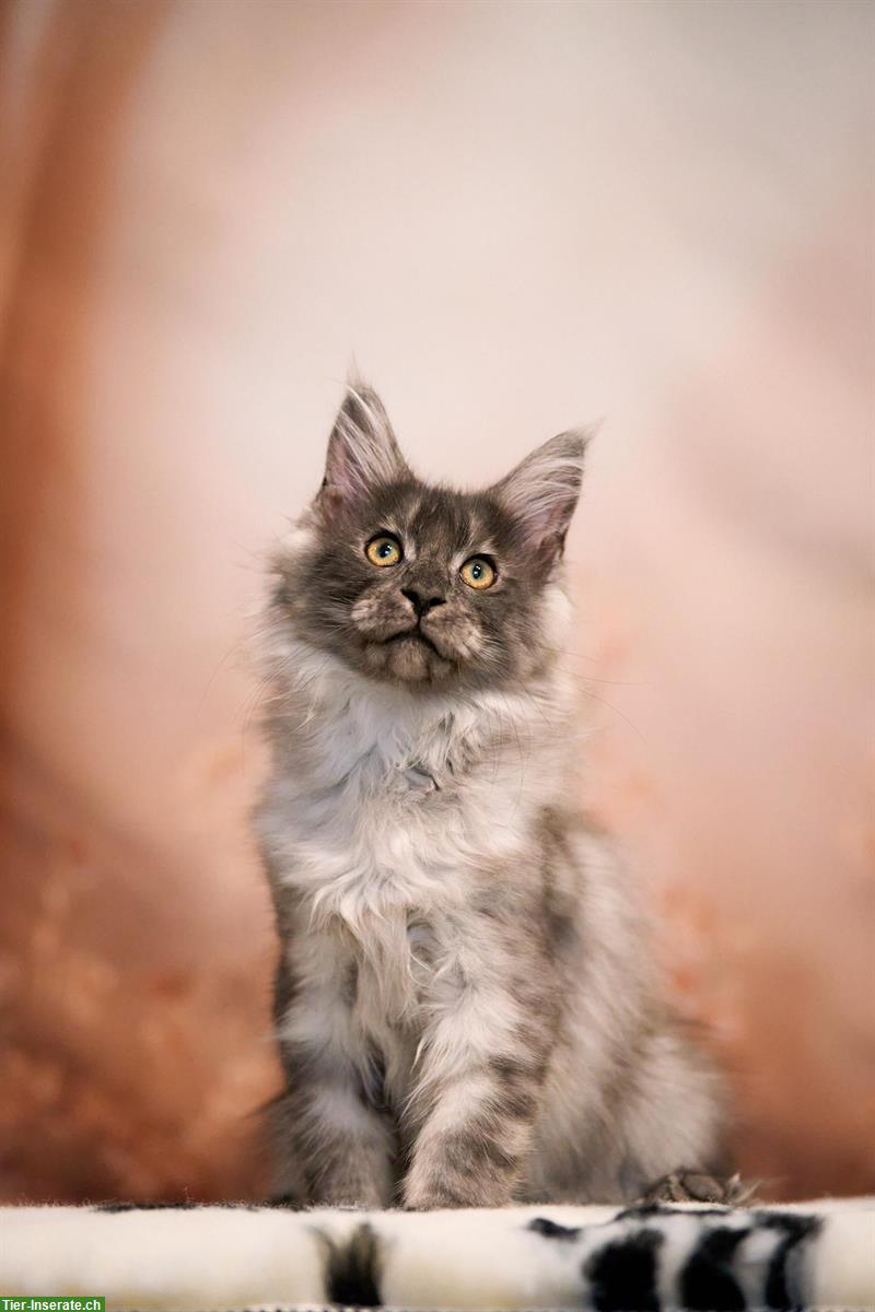 Bild 5: Maine Coon Kitten mit TICA-Stammbaum