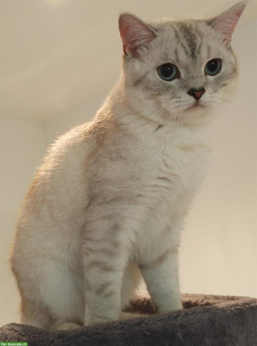 BKH Deckkater silver shaded, nicht zum verkaufen!