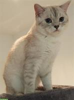 BKH Deckkater silver shaded, nicht zum verkaufen!