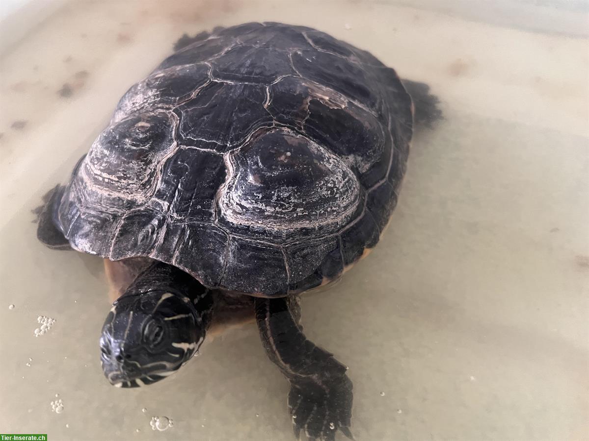 Bild 2: Wasserschildkröte abzugeben