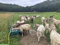 Milchziegen 🐐 Herde (45 Ziegen) zu verkaufen