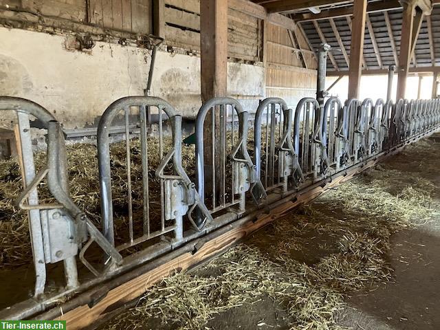 Bild 2: Milchziegen 🐐 Herde (45 Ziegen) zu verkaufen