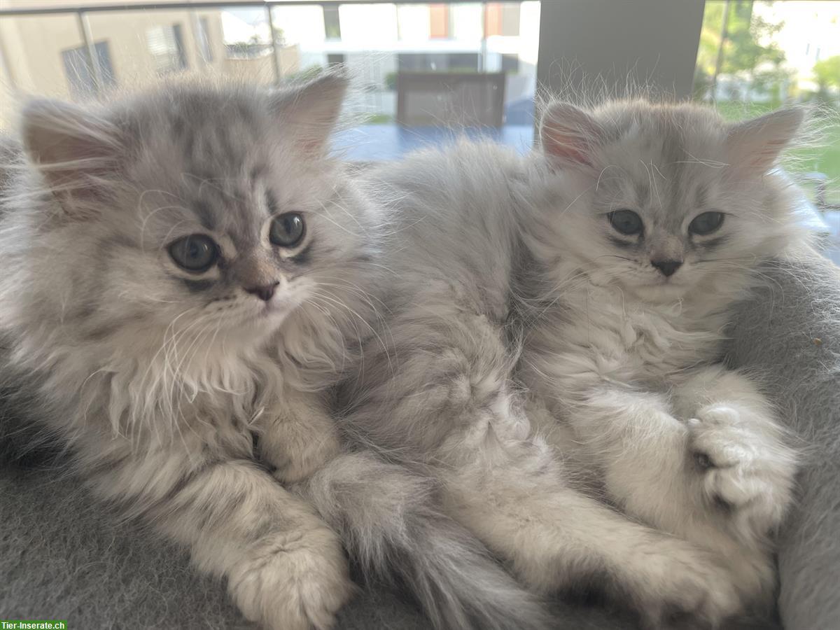 Perser Kitten suchen ein neues Zuhause