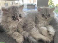 Perser Kitten suchen ein neues Zuhause
