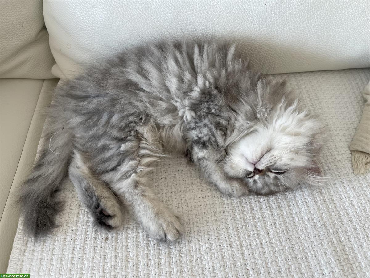 Bild 3: Perser Kitten suchen ein neues Zuhause