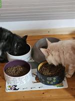 2 Maine Coon Kater kastriert suchen ein Zuhause
