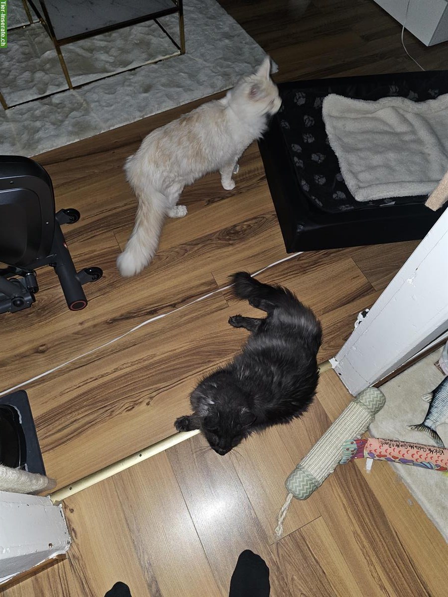 Bild 4: 2 Maine Coon Kater kastriert suchen ein Zuhause