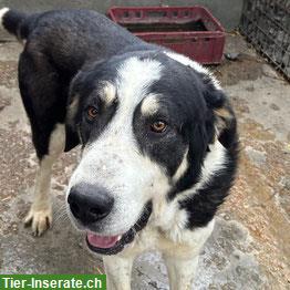 Sanfter Riesenhund mit grossem Herz ❤️