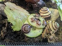 Junge Caracolus Marginella Marginella Schnecken