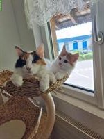 Searching a good parents for kitten