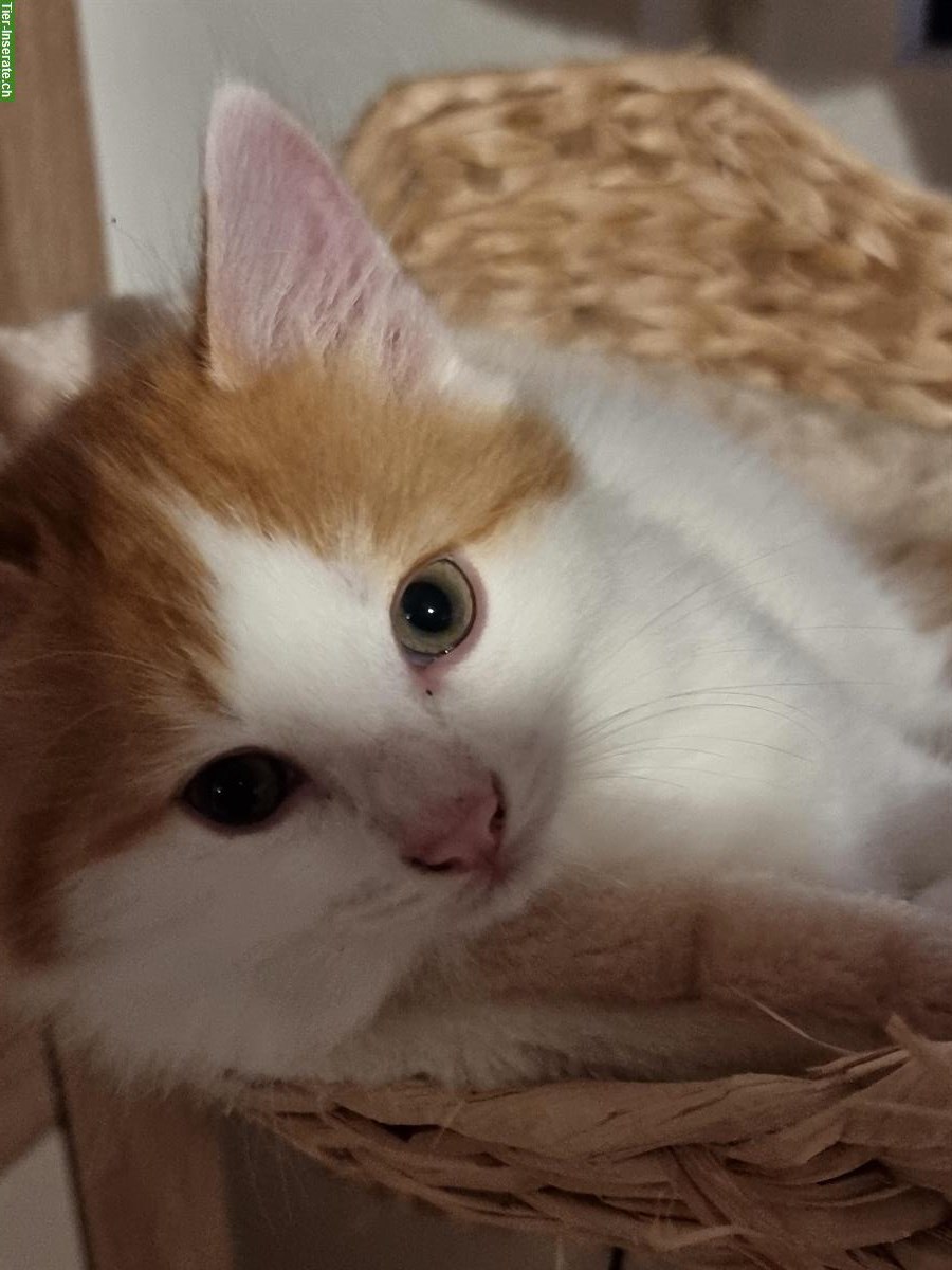 Bild 2: Searching a good parents for kitten