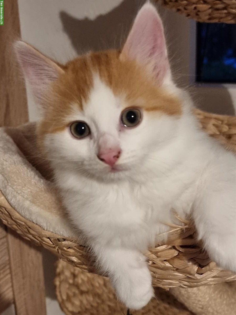 Bild 3: Searching a good parents for kitten