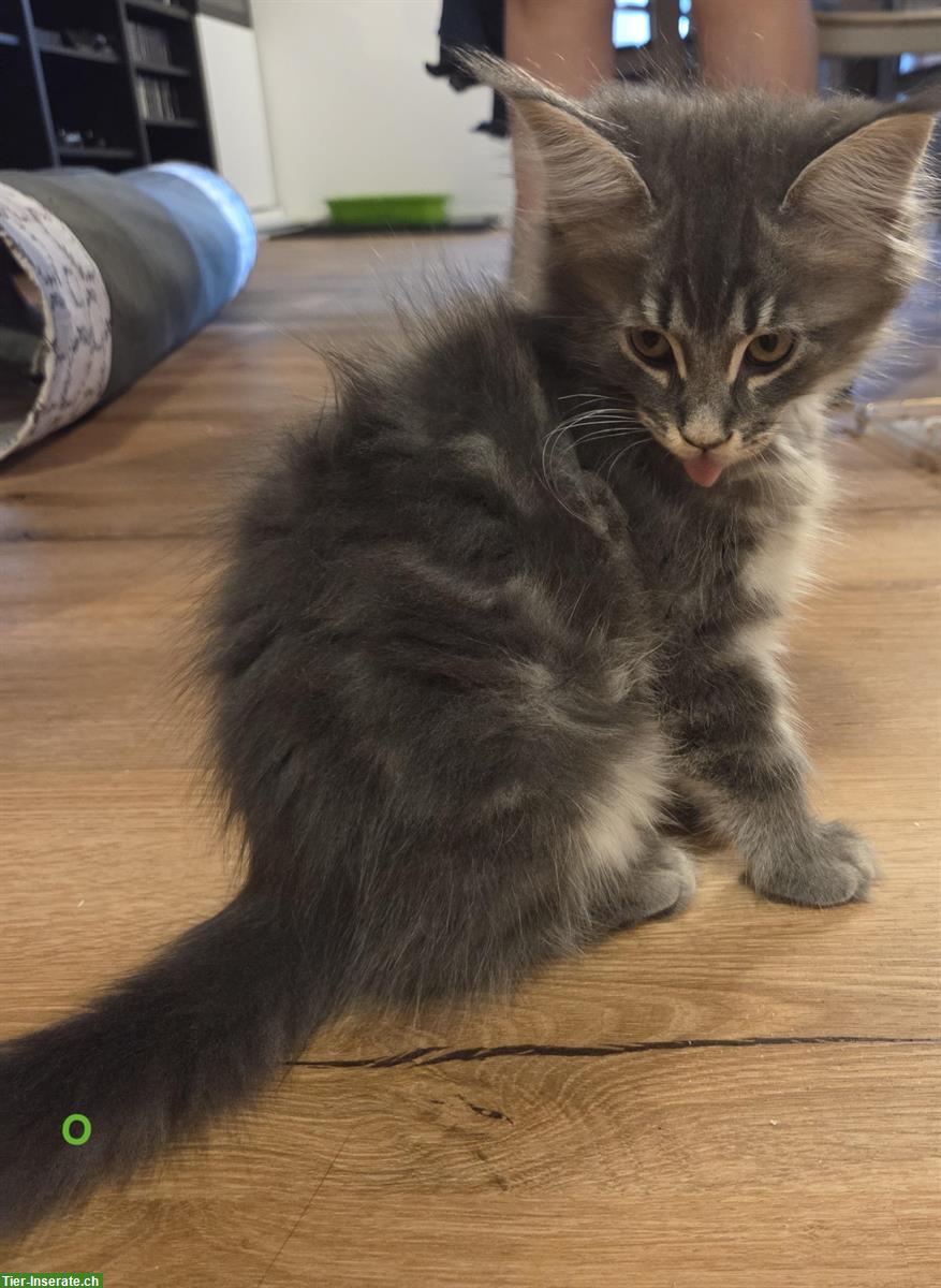 7 wunderschöne Maine Coon Kitten suchen ein Zuhause