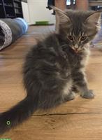 7 wunderschöne Maine Coon Kitten suchen ein Zuhause