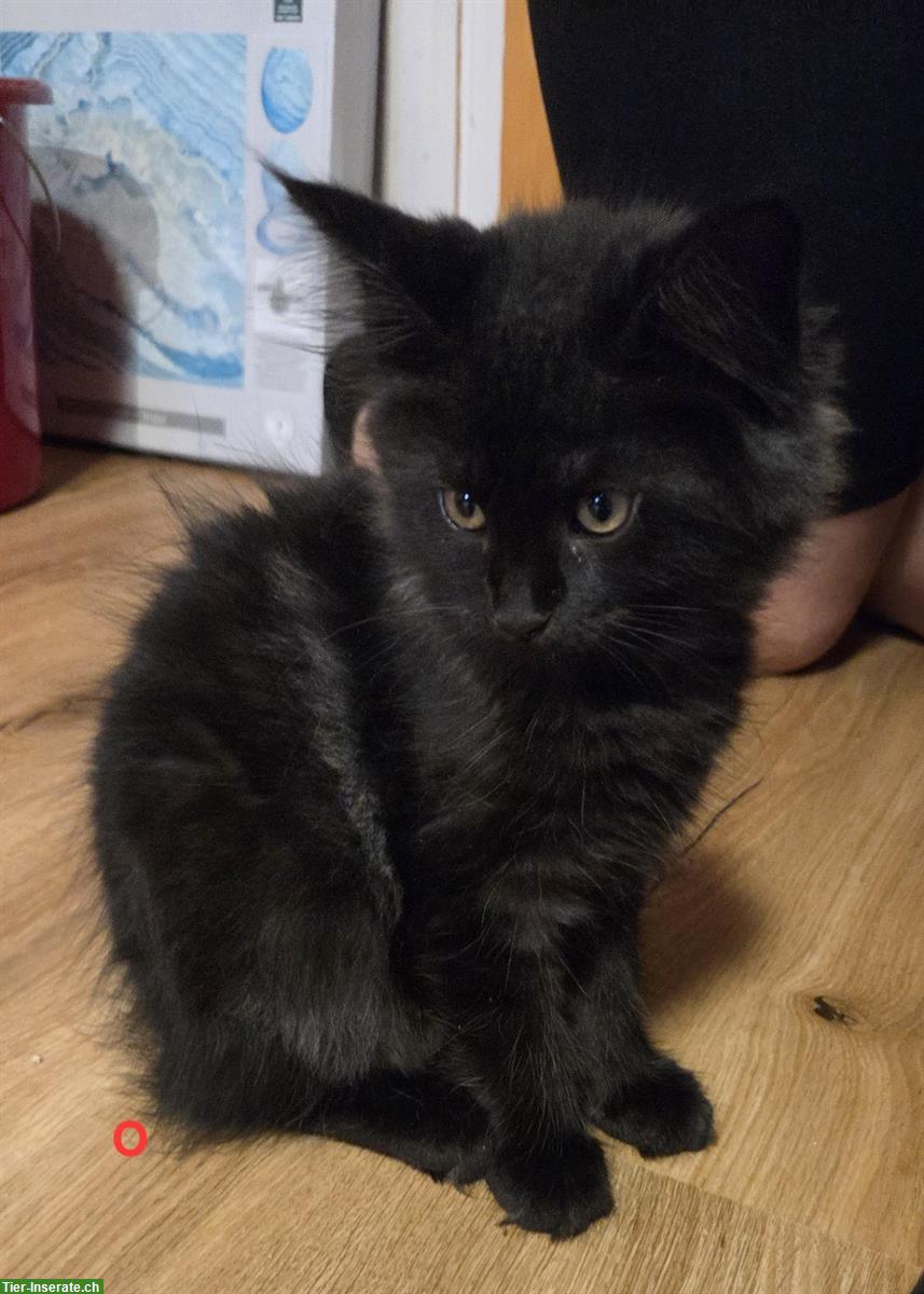 Bild 2: 7 wunderschöne Maine Coon Kitten suchen ein Zuhause
