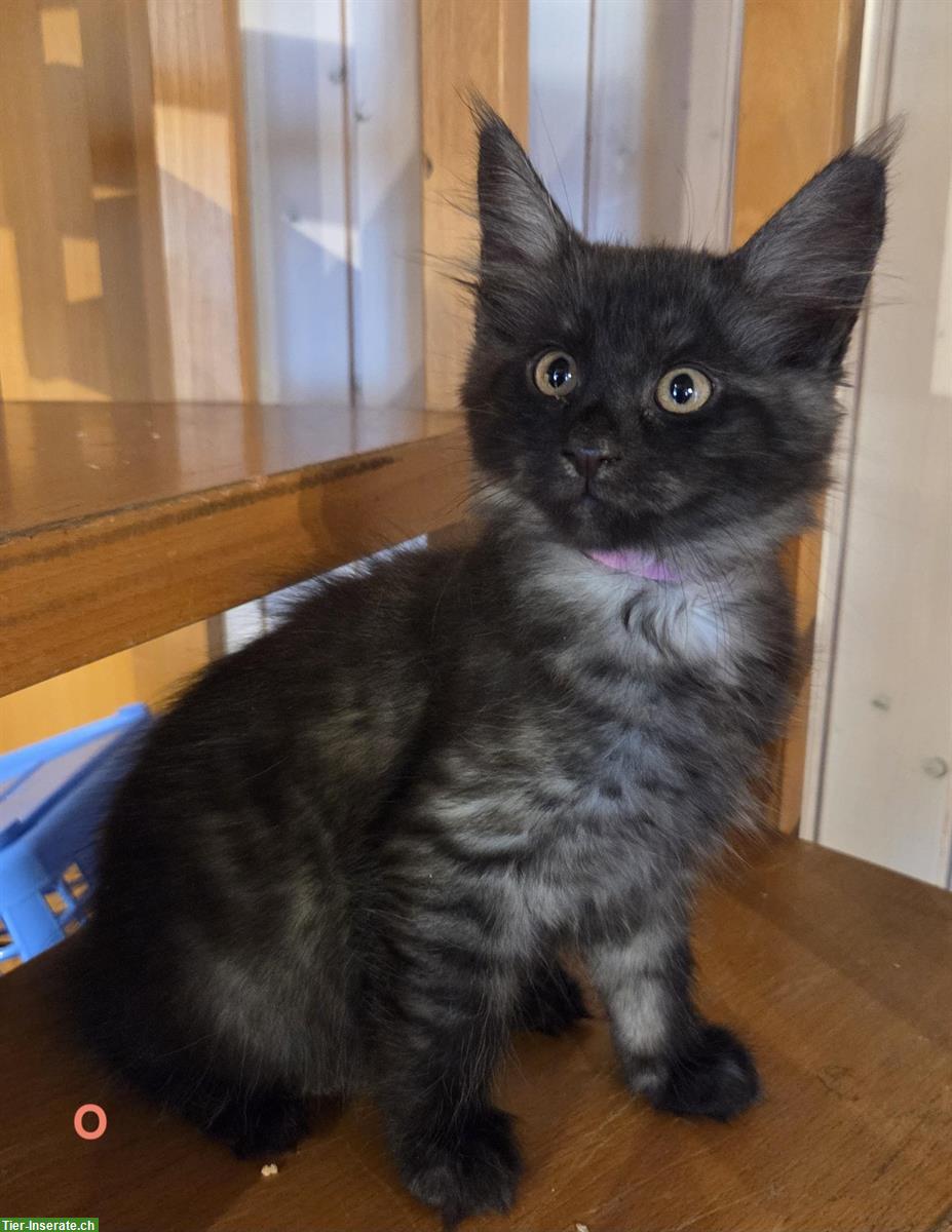 Bild 3: 7 wunderschöne Maine Coon Kitten suchen ein Zuhause
