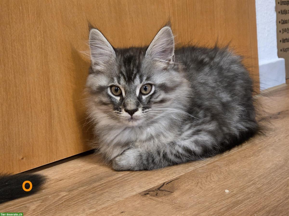 Bild 6: 7 wunderschöne Maine Coon Kitten suchen ein Zuhause