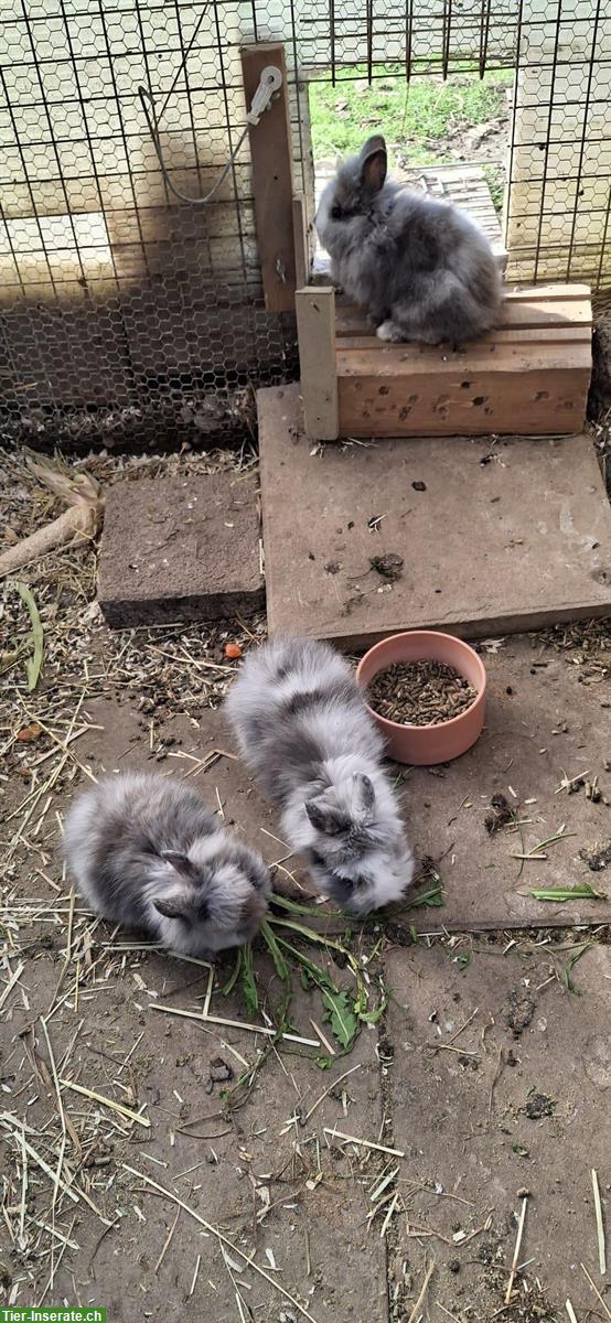Bild 3: Grau, weisse Löwenkopf Zwergkaninchen zu verkaufen