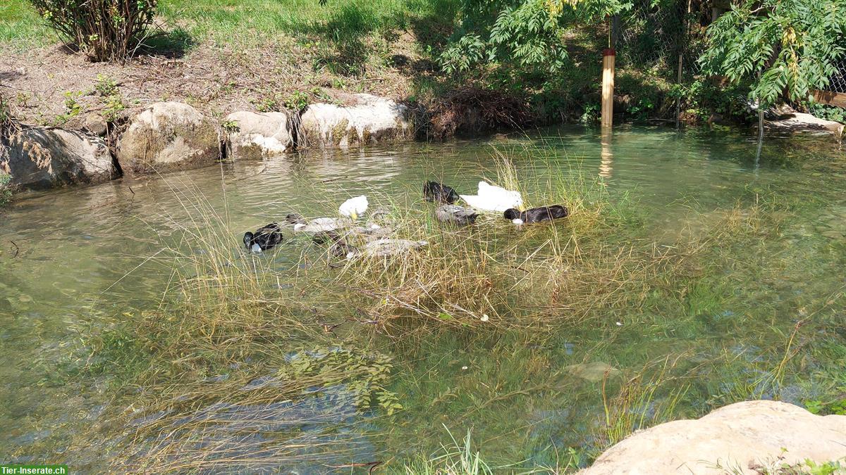 Pommernenten + Mixe Enten aus Naturbrut