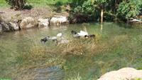 Pommernenten + Mixe Enten aus Naturbrut