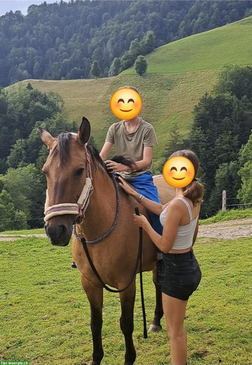 Bild 3: Stute / Wiedereinsteiger / Therapiepferd zu verkaufen
