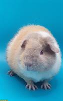 US Teddy und Strubeli Meerschweinchen zu verkaufen