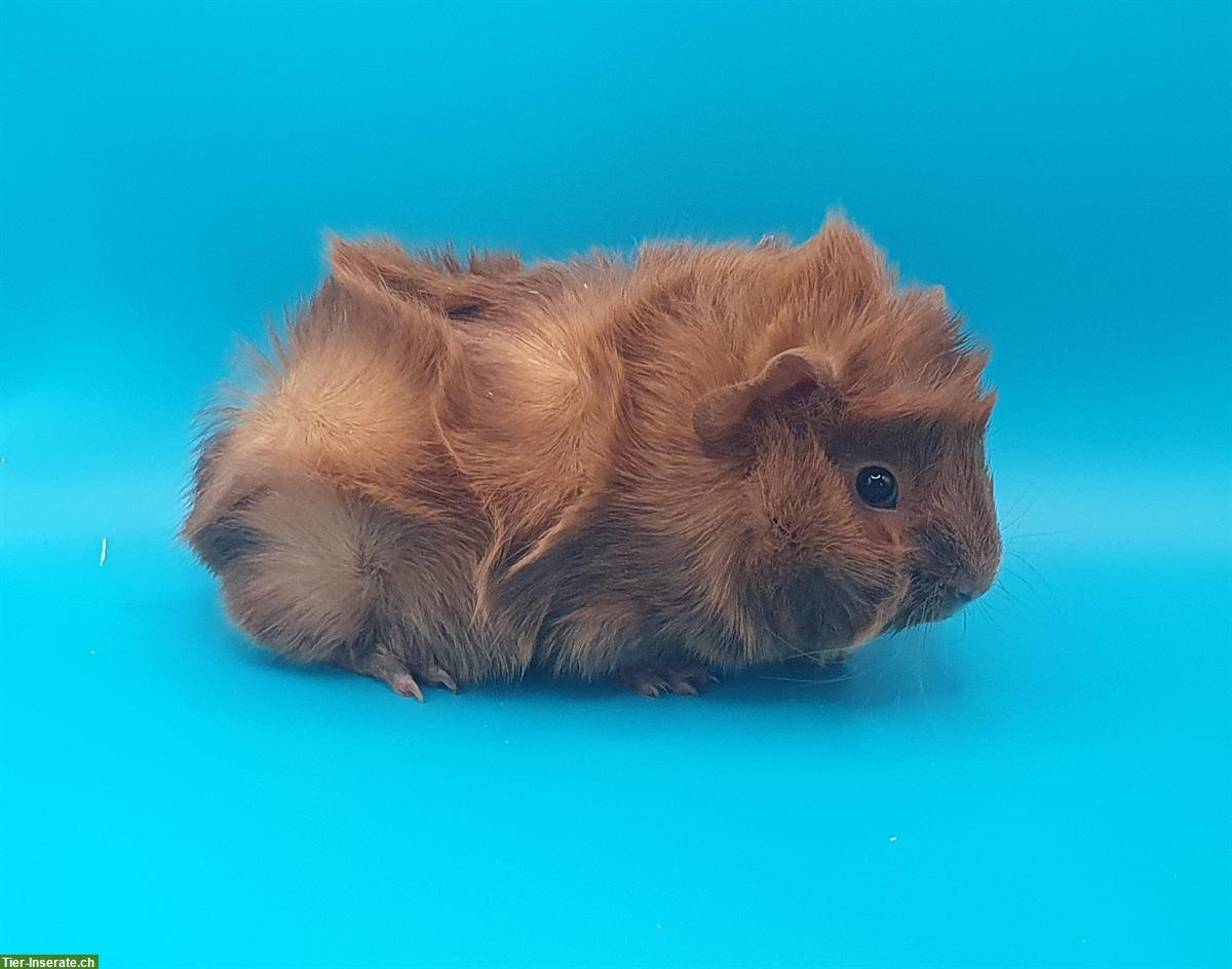 Bild 5: US Teddy und Strubeli Meerschweinchen zu verkaufen