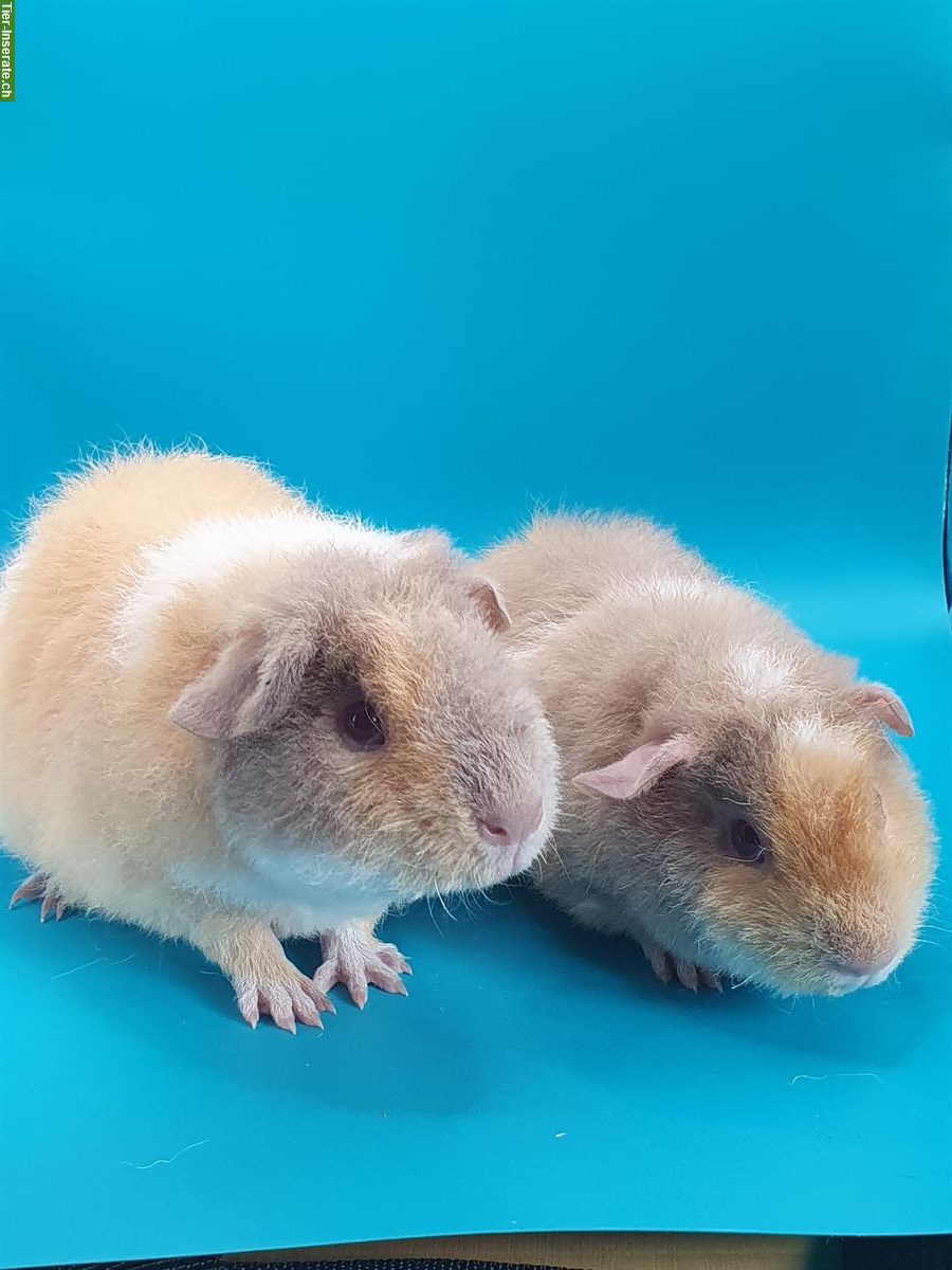 Bild 6: US Teddy und Strubeli Meerschweinchen zu verkaufen